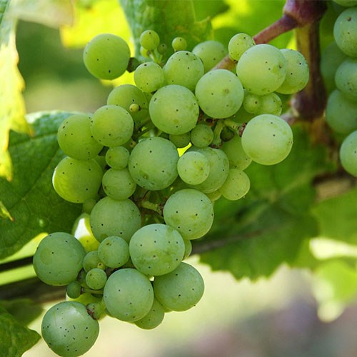 Green Grapes on a vine